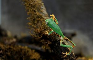 Un equipo de científicos ha logrado construir milimétricos "robots vivos", ensamblados a partir de células de ranas y que podrían servir para suministrar medicamentos, limpiar residuos tóxicos o recoger microplásticos en los océanos.