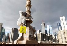 Koalas de peluche encaramados en farolas, señales de tráfico, árboles y estructuras de andamios en distintos puntos de Nueva York intentan estos días llamar la atención