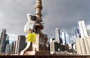 Koalas de peluche encaramados en farolas, señales de tráfico, árboles y estructuras de andamios en distintos puntos de Nueva York intentan estos días llamar la atención