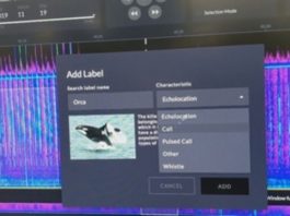 Un proyecto se ha propuesto "monitorizar" la población amenazada de orcas en el mar de Salish, que baña las costas de metrópolis como Seattle y Vancouver.