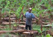 Gobierno de Estados Unidos enviará ayuda a agricultores de Puerto Rico afectados por sismos Héctor Cordero, informó este martes que el Departamento de Agricultura federal enviará a la isla asistencia adicional para ayudar a los agricultores locales afectados por los terremotos.