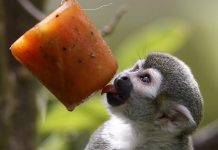 Helados, abundante agua y baños refrescantes hacen parte de "Frescura Salvaje", una actividad que los conservadores del Parque Zoológico Santa Fe de Medellín están aplicando en los animales para combatir la ola de calor.