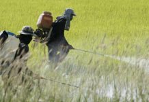 Una coalición de siete fiscales generales liderada por el de California urgió este jueves al Gobierno federal a retirar una norma propuesta por la Agencia de Protección Ambiental que eliminaría protecciones ante el uso de pesticidas.