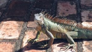 Las autoridades meteorológicas de Estados Unidos alertaron este martes que las iguanas del sur de Florida se caerán congeladas de los árboles