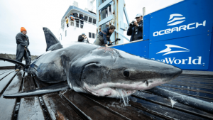 Un grupo de pescadores del sur de Florida pescaron un ejemplar de tibur&oacute;n blanco de m&aacute;s de cuatro metros de largo, pero tras etiquetarlo y medirlo lo devolvieron al mar