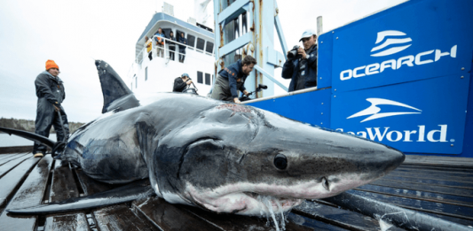 Un grupo de pescadores del sur de Florida pescaron un ejemplar de tiburón blanco de más de cuatro metros de largo, pero tras etiquetarlo y medirlo lo devolvieron al mar