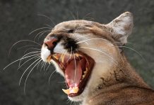 Mal comienzo de año para la pantera de Florida, una víctima del desarrollo Las panteras de Florida, una subespecie del puma americano de la que aproximadamente quedan solo entre 120 y 230 ejemplares, han comenzado el 2020 fatídicamente con cuatro muertes por atropello