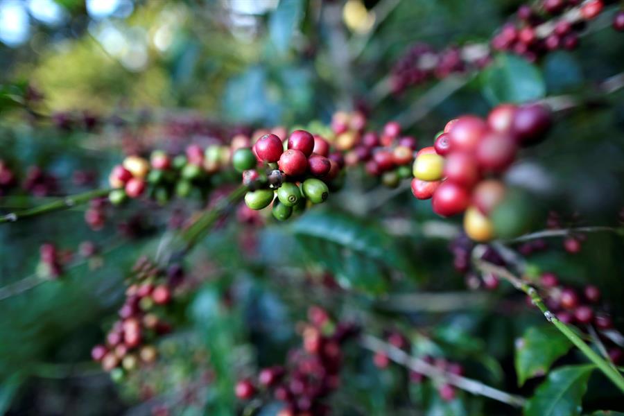 Fotograf&iacute;a del 31 de enero de 2020 que muestra una planta de caf&eacute; geisha en Boquete, a las faldas del volc&aacute;n Bar&uacute; en la provincia de Chiriqu&iacute; (Panam&aacute;). 