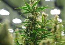 Crean Consejo Mexicano de Cannabis para ayudar a explotar mercado en México Empresarios y especialistas mexicanos de diversos sectores crearon el Consejo Mexicano de Cannabis y Cáñamo