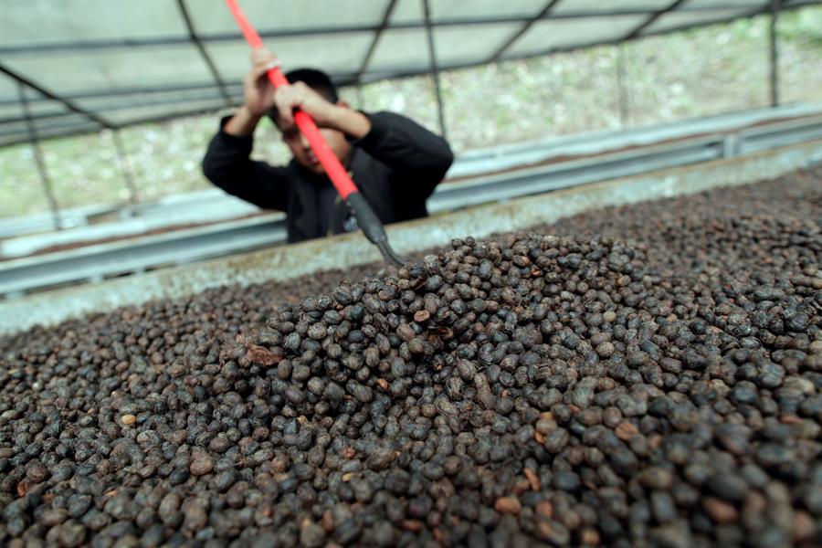 Fotograf&iacute;a del 01 de febrero de 2020 que muestra a un hombre mientras remueve granos de caf&eacute; sobre una cama africana para su secado en la finca Elida Estate de la familia Lamastus en la provincia de Chiriqu&iacute; (Panam&aacute;). 