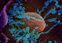 La población debe prepararse ante la inevitable propagación en Estados Unidos del coronavirus COVID-19, que ha causado la muerte a más de 2.600 personas en todo el mundo