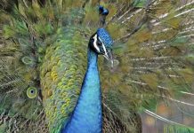 Adiós a los pavos reales en las calles de Miami La normativa de Florida permite a los propietarios echar de su hogar a estos animales de una forma que no sean dañados físicamente.