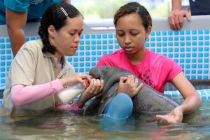 Una manat&iacute; beb&eacute; rescatada en Panam&aacute; fue trasladada este s&aacute;bado a un centro de conservaci&oacute;n especializado de Puerto Rico