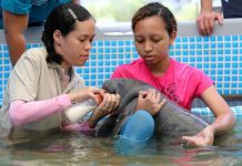 Una manatí bebé rescatada en Panamá fue trasladada este sábado a un centro de conservación especializado de Puerto Rico