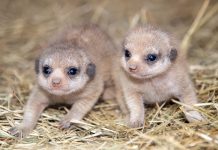 Una pareja de suricatas nació por primera vez en la historia del Zoológico de Miami y está siendo cuidada "con éxito"