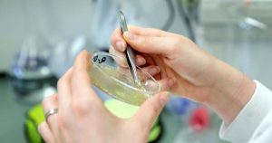 La farmacéutica Moderna Inc. envió el primer lote de su vacuna contra el coronavirus rápidamente desarrollada y experimental a investigadores del Gobierno de Estados Unidos