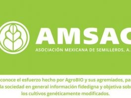 Semilleros mexicanos piden una nueva ley que regule el uso de tecnología La AMSAC, según su director ejecutivo, representa alrededor del 85 % del abasto de semillas mejoradas en México.