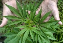 Cuando San Francisco se convirtió en la primera gran urbe de EE.UU. en decretar una orden de confinamiento por COVID-19, en un primer momento cerró los dispensarios de marihuana.