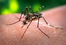 Puerto Rico teme que el coronavirus haga olvidar la grave amenaza del dengue El dengue dejó en el conjunto de Latinoamérica 156 muertos en lo que va de este año, a lo que hay que sumar el coronavirus.