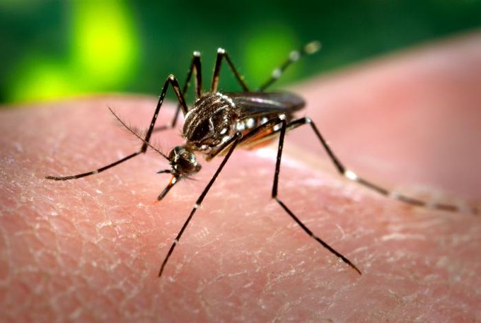 El dengue dej&oacute; en el conjunto de Latinoam&eacute;rica 156 muertos en lo que va de este a&ntilde;o, a lo que hay que sumar el coronavirus.