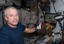 La NASA cultiva en el espacio lechugas sin microbios y seguras para consumo astronautas han podido cultivar en el espacio lechugas libres de microorganismos, seguras para el consumo humano, nutritivas y sabrosas, y todo pese a crecer en un ambiente de baja gravedad