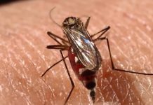 Las autoridades sanitarias floridanas confirmaron un caso de dengue de transmisión local en los Cayos de Florida, el primero del que hay registro desde 2016.
