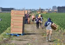 Los trabajadores del campo figuran en la lista de empleos esenciales que en medio de la pandemia del coronavirus pueden seguir trabajando y así llevar "alimentos frescos a los mercados"