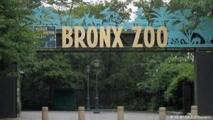 El virus del COVID-19 se extiende en el Zoo del Bronx puesto que, además del tigre afectado hasta el momento, los funcionarios del centro de animales salvajes han certificado que otros cuatro tigres han sido contagiados, así como tres leones africanos.