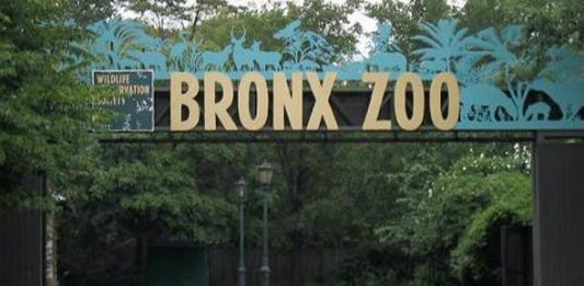 El virus del COVID-19 se extiende en el Zoo del Bronx puesto que, además del tigre afectado hasta el momento, los funcionarios del centro de animales salvajes han certificado que otros cuatro tigres han sido contagiados, así como tres leones africanos.