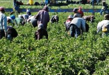 Los inmigrantes no pueden regresar a sus casas porque los condados del oeste de Colorado cerraron sus "fronteras" para todos aquellos que carecen de un permiso especial.