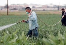UFW considera que cerca del 60 % de estos campesinos no tienen documentos, mientras que un 10 % de estos trabajadores están amparados con una visa temporal H2A.