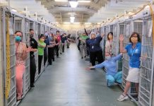 El COVID-19 vacía las jaulas de perros y gatos para adopción en Miami La mayoría de los perros y gatos para adopción en Miami abandonaron las jaulas y ahora son parte de las familias en cuarentena por el COVID-19.