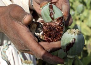 El consumo habitual de opio o de opiáceos aumenta el riesgo de sufrir diferentes tipos de cáncer