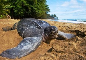 El tinglar, la tortuga marina más grande del mundo, llega cada año entre los meses de marzo y agosto a Puerto Rico