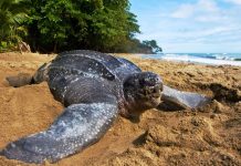La tortuga marina más grande del mundo, en tiempos del nuevo coronavirus El tinglar, la tortuga marina más grande del mundo, llega cada año entre los meses de marzo y agosto a Puerto Rico