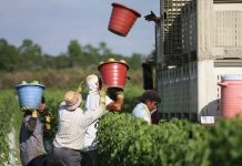 La agricultura de Florida bajo el ataque del COVID-19 y el desdén oficial El importante sector agrario de Florida afronta pérdidas por 522,5 millones de dólares a consecuencia del COVID-19