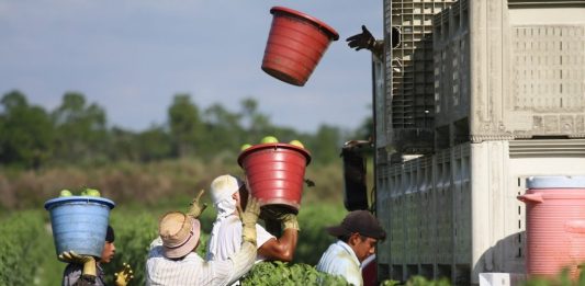 El importante sector agrario de Florida afronta pérdidas por 522,5 millones de dólares a consecuencia del COVID-19