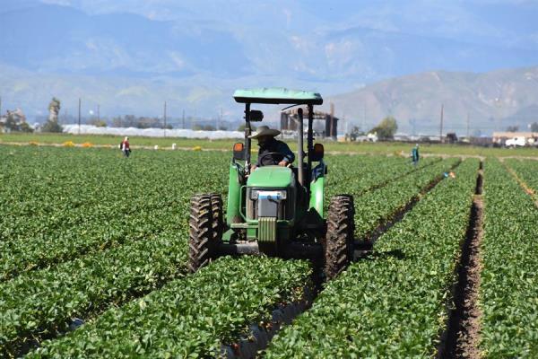 Mientras inician la plantación de primavera decenas de granjeros latinos encaran los trastornos que la pandemia de COVID-19 ha traído en las cadenas de suministros de alimentos.
