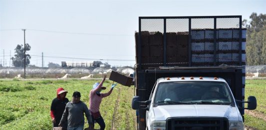 Incluso si se dispone de un visado temporal agrícola para permanecer en EE.UU., conocido como H-2A, no es garantía de que los derechos del trabajador serán protegidos.