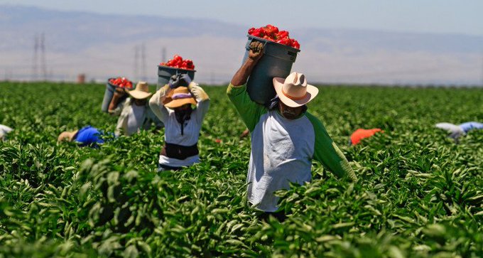 Las políticas antiinmigratorias del Gobierno del presidente Donald Trump, las condiciones económicas cambiantes en los últimos años y ahora la pandemia por el coronavirus han causado una escasez de mano de obra rural .