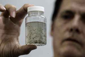 David Cap&oacute;, epidemi&oacute;logo para dirigir los esfuerzos de epidemiolog&iacute;a del Departamento de Salud en Puerto Rico, inform&oacute; este jueves que en la isla se han reportado, al momento este a&ntilde;o, 1.000 casos de dengue, asegurando as&iacute; "un brote" de dicho virus.