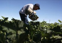 El desempleo entre hispanos salta al 6% en marzo por coronavirus La economía perdió el mes pasado 701.000 puestos de trabajo y rompió así la tendencia de 113 meses de crecimiento consecutivos.