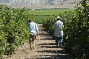 Estados Unidos anunció este miércoles que permitirá que los trabajadores con visados agrícolas que ya se encuentren en el país sean contratados por otros empleadores