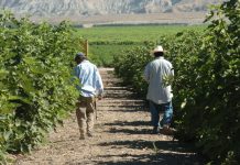 Estados Unidos anunció este miércoles que permitirá que los trabajadores con visados agrícolas que ya se encuentren en el país sean contratados por otros empleadores