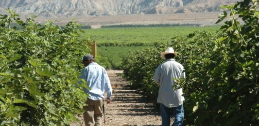 Estados Unidos anunció este miércoles que permitirá que los trabajadores con visados agrícolas que ya se encuentren en el país sean contratados por otros empleadores