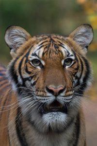 Un tigre del zoológico del Bronx, en Nueva York, dio positivo de coronavirus, en lo que podría ser la primera infección de Covid-19 conocida de un animal en Estados Unidos