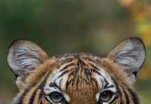 Un tigre del zoológico del Bronx, en Nueva York, dio positivo de coronavirus, en lo que podría ser la primera infección de Covid-19 conocida de un animal en Estados Unidos