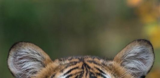 Un tigre del zoológico del Bronx, en Nueva York, dio positivo de coronavirus, en lo que podría ser la primera infección de Covid-19 conocida de un animal en Estados Unidos