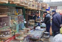 mercados ilegales de animales