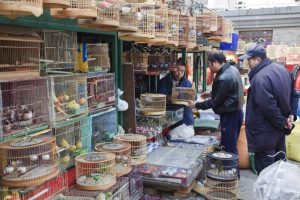mercados ilegales de animales